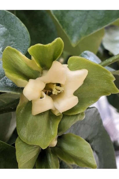 Цвітіння Хурма ‘Насолода’